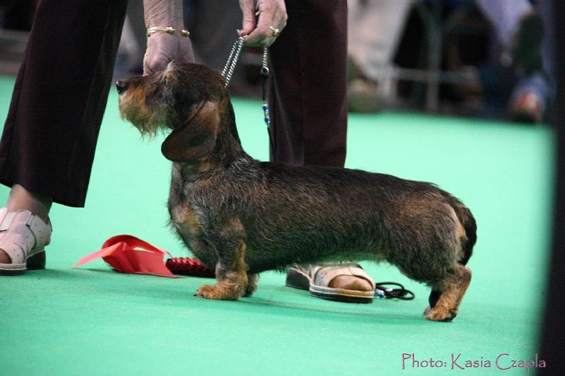 Crufts2011_2 1643.jpg